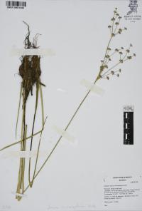 Juncus microcephalus image